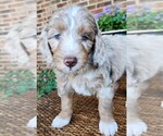 Small #5 Aussiedoodle