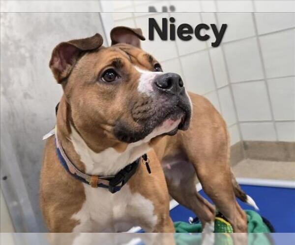 Medium Photo #1 Bullboxer Pit Puppy For Sale in Derwood, MD, USA