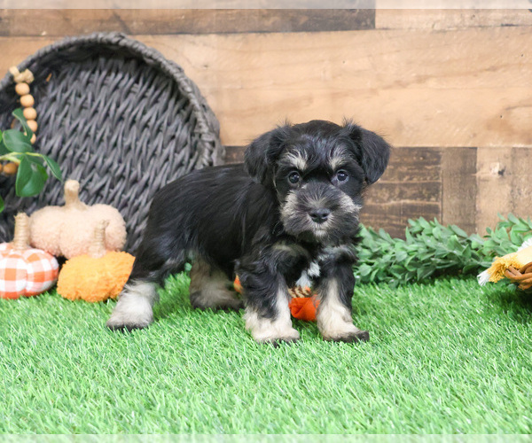 Medium Photo #10 Schnauzer (Miniature) Puppy For Sale in SYRACUSE, IN, USA