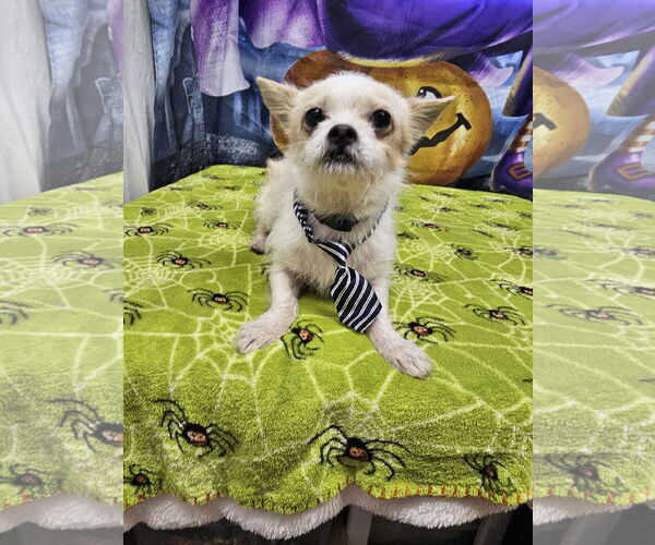 Medium Photo #2 Chihuahua-Unknown Mix Puppy For Sale in Metairie, LA, USA