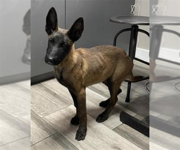 Medium Photo #1 Mutt Puppy For Sale in Redlands, CA, USA