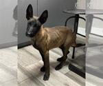 MAYONNAISE - Male Mutt Dog for Adoption - Small photo