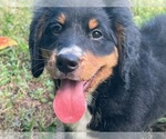 Puppy Bear Bernedoodle