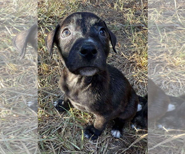 Medium Photo #4 Black Mouth Cur-Labrador Retriever Mix Puppy For Sale in Alexander, AR, USA