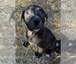 Small #3 Black Mouth Cur-Labrador Retriever Mix