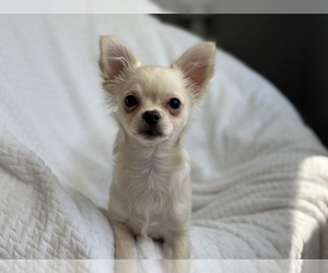 Chihuahua Puppy for sale in FAYETTEVILLE, AR, USA