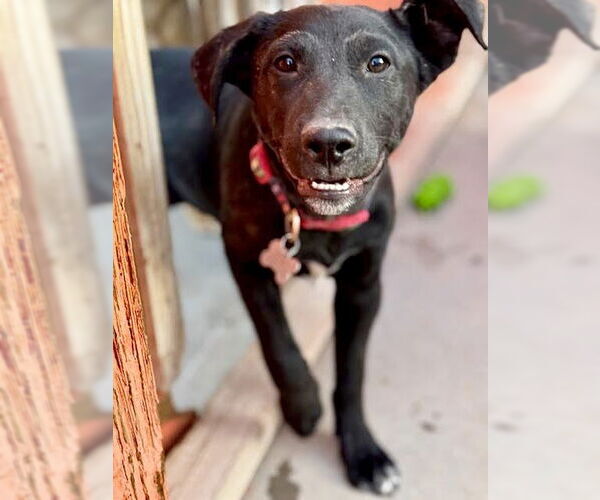 Medium Photo #1 Labrador Retriever Puppy For Sale in Williamsburg, NM, USA