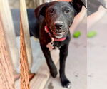 Small Labrador Retriever