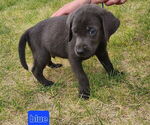 Puppy Dark Blue Labrador Retriever