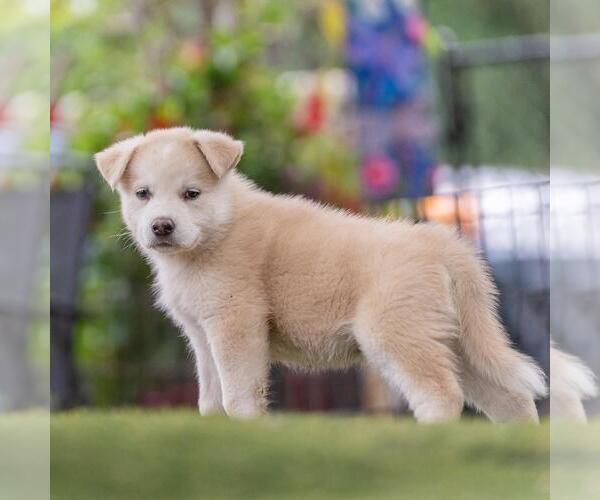 Medium Photo #3 Siberian Husky-Unknown Mix Puppy For Sale in San Diego, CA, USA