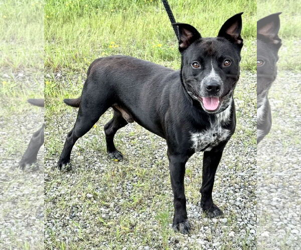 Medium Photo #1 Mutt Puppy For Sale in Pittsburgh, PA, USA