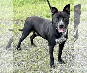 Mutt Dogs for adoption in Pittsburgh, PA, USA