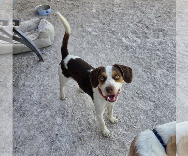 Medium Photo #10 Beagle Puppy For Sale in Las Vegas, NV, USA