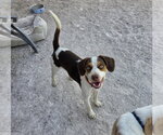 Small #9 Beagle