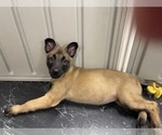 Small Photo #52 Belgian Malinois Puppy For Sale in REESEVILLE, WI, USA