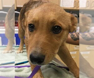 German Shepherd Dog-Unknown Mix Dogs for adoption in Riverside, CA, USA