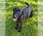 Reece - Female Mutt Dog for Adoption - Small photo