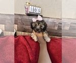 Small #7 Maltipoo