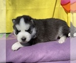 Small Photo #16 Siberian Husky Puppy For Sale in DEARBORN, MO, USA