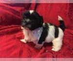 Small Photo #6 Shih Tzu Puppy For Sale in BURLINGTON, KY, USA