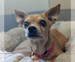 Chihuahua Dogs for adoption in Waterford, VA, USA