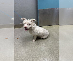 Mutt Dogs for adoption in Las Vegas, NV, USA