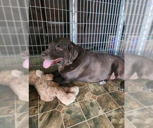 Labrador Retriever-Unknown Mix Dogs for adoption in San Antonio, TX, USA