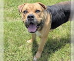 Small #2 Bullmastiff Mix