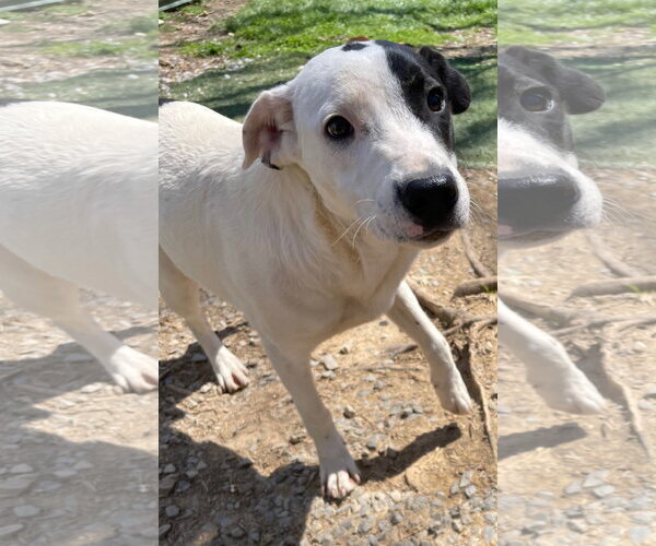 Medium Photo #4 American Staffordshire Terrier-Unknown Mix Puppy For Sale in Tracy City, TN, USA
