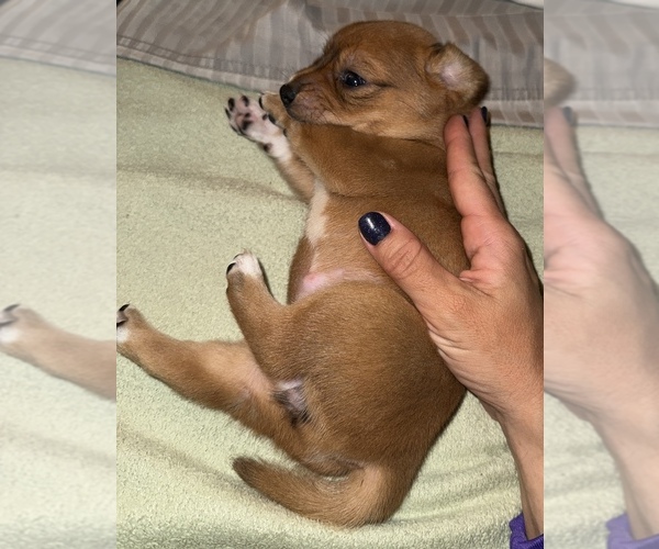 Medium Photo #1 Beagle-Shiba Inu Mix Puppy For Sale in TWO RIVERS, WI, USA