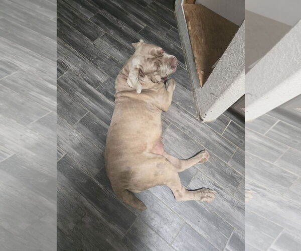 Medium Photo #2 Neapolitan Mastiff Puppy For Sale in Ellisville, MO, USA