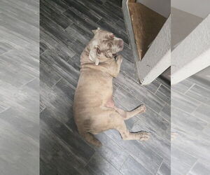 Anita - Female Neapolitan Mastiff Dog for Adoption - Photo #2