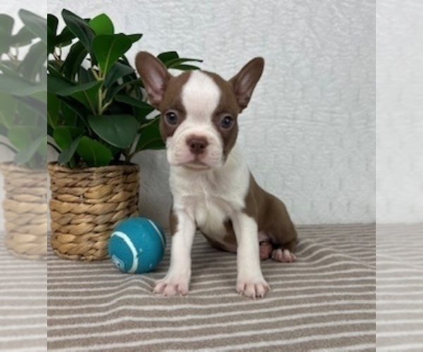 Medium Photo #5 Boston Terrier Puppy For Sale in GREENFIELD, IN, USA