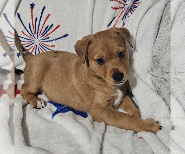 Medium Photo #1 Labrador Retriever-Unknown Mix Puppy For Sale in Royal Palm Beach, FL, USA