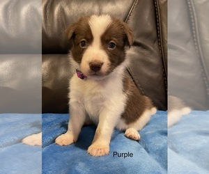 Border Collie Dog for Adoption in MERIDIAN, Idaho USA