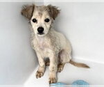Small Chihuahua Mix