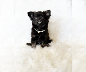 Chihuahua Puppy for sale in SACRAMENTO, CA, USA