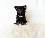 Image preview for Ad Listing. Nickname: Mr Twinkles