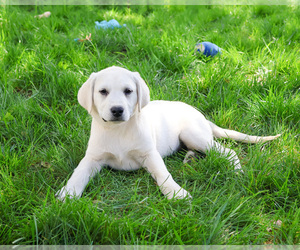Labrador Retriever Puppy for sale in SYRACUSE, IN, USA