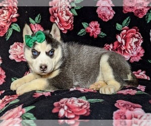 Siberian Husky Puppy for sale in PEACH BOTTOM, PA, USA