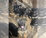 Small #1 German Shepherd Dog