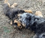 Small #4 Aussie-Poo-Bernedoodle Mix