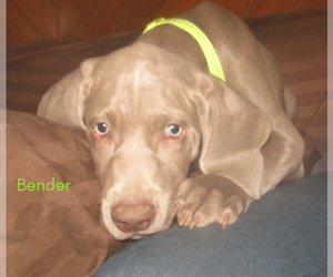 Medium Weimaraner