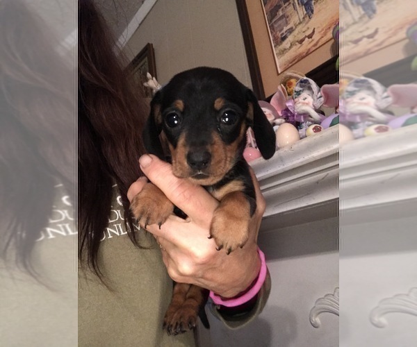 Medium Photo #1 Dachshund Puppy For Sale in S BRUNSWICK, NC, USA
