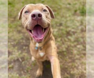 American Pit Bull Terrier-Unknown Mix Dogs for adoption in Aurora, CO, USA