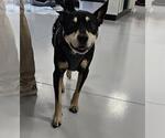 Small Mutt