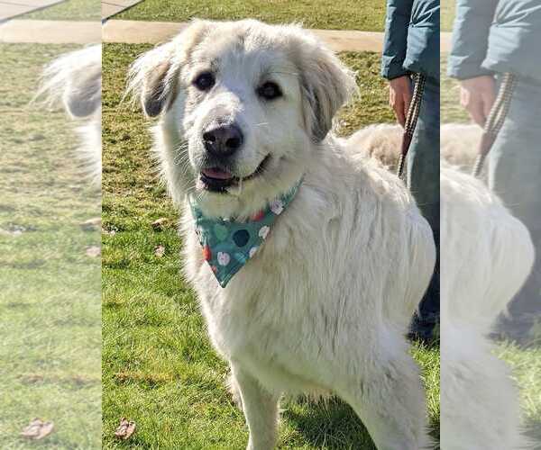 Medium Photo #6 Great Pyrenees Puppy For Sale in Spring, TX, USA