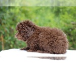 Small #2 ShihPoo