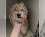 Small #3 Mutt