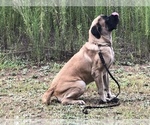 Small Photo #2 Mastiff Puppy For Sale in LEESBURG, GA, USA